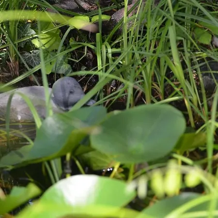 Viktoria Affittacamere