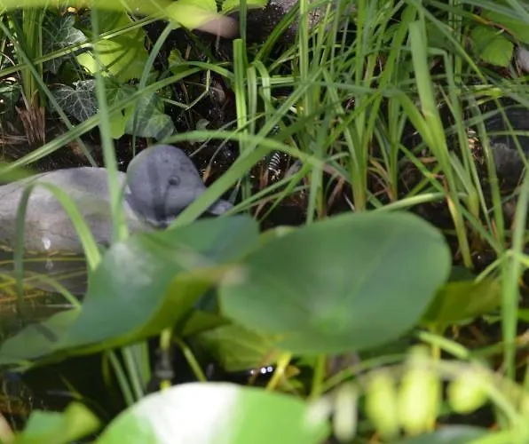 Viktoria Maison d'hôtes